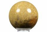 Polished Petrified Palmwood (Palmoxylon) Sphere - Texas #311705-1